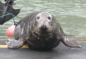 Sammy The Seal Visits The Fishman Shop Restaurant Air Wifi